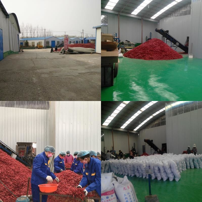 Porcelana Neihuang Xinglong Agricultural Products Co. Ltd Perfil de la compañía