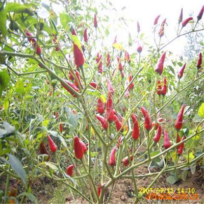 Alrededor de los chiles rojos HACCP anhidro de la bala de la humedad del 12% con rey Small Size del sombrero