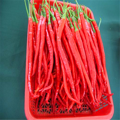 Erjingtiao seca al aire Chilis secos sin tallo y llenos de chiles