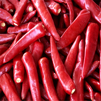 8000-12000shu Pimienta Erjingtiao caliente con almacenamiento en lugar seco