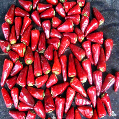 2% Máxima tasa de rotura Chilli de bala roja seca en el aire con muestra y carga recogida