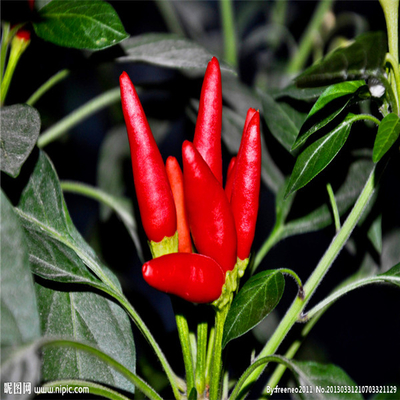 Hierbas únicas de color rojo oscuro Chilli perfecto aspecto Eficiencia
