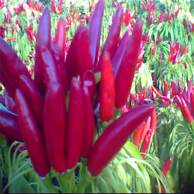 Especias coloridas y de sabor rojo oscuro