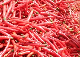 8000-12000shu Erjingtiao secó el calor moderado Chili Bean Paste Use de Chilis