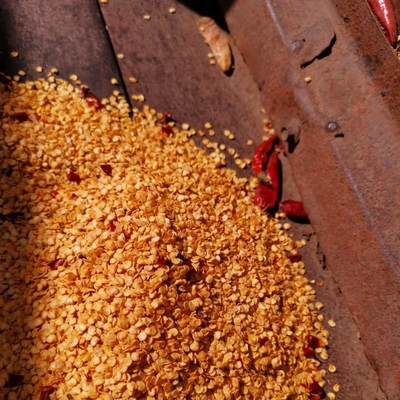 Gránulo de semillas de chile seco rojo de tamaño pequeño para plantar