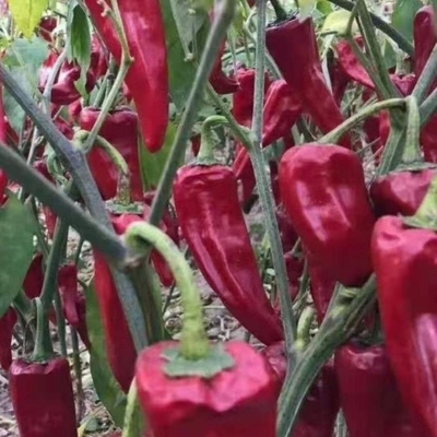 Chili Yidu con sabor a chile picante