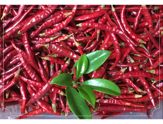 Chilli de ojo de pájaro seco rico en calcio para creaciones culinarias audaces y picantes