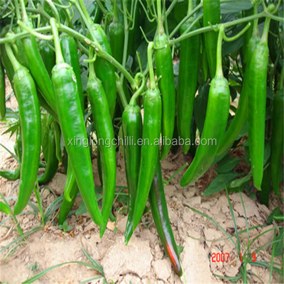 Erjingtiao sin tallo Chilli picante seco 13-16cm 8000shu Información nutricional Proteína-9 2g