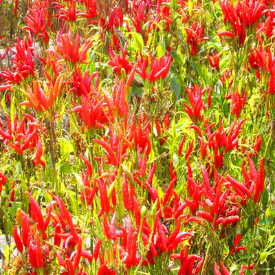 Cayena picante en polvo de chile versátil triturado 100g lugar seco y fresco