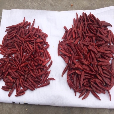 Origen Ronda Chiles rojos de Tianjin en conveniente embalaje de bolsas