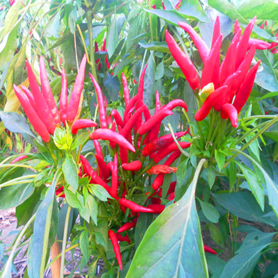 Pimientos de chile rojo secados al aire y al sol de alta calidad 90.000 SHU