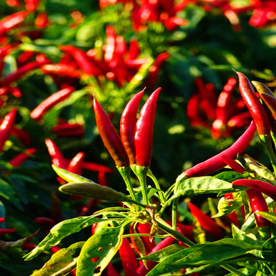 Semillas de chile secas de calidad superior con textura crujiente a 5-8 mm