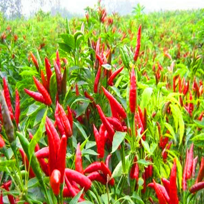 Pimientos rojos secos de primera calidad con sabor a chile de cayena para los compradores