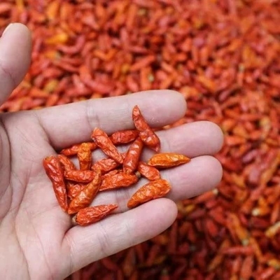 4-14 Cm de longitud, capullos secos de chile rojo con textura crujiente para la compra al por mayor