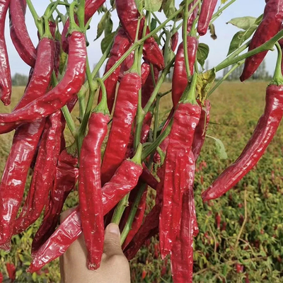 Aire o Sol Seco Chilis deshidratantes Color rojo natural