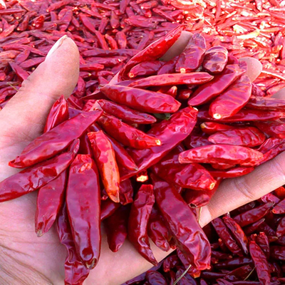 Pimientos Chilli Humedad 12% max Humedad Pimientos controlados