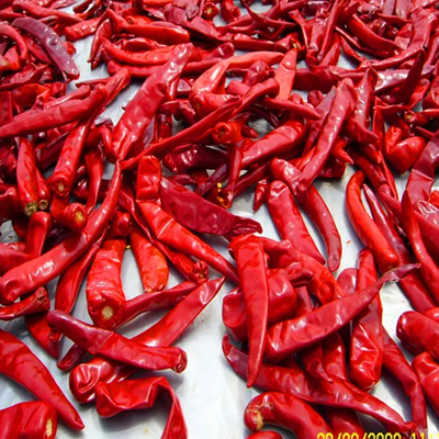 10 kg de peso unitario Chilli con un contenido de humedad de 12% Máximo