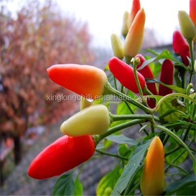 Chiles rojos de Tianjin, auténtico sabor picante de China