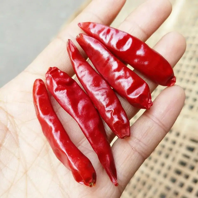 100 g de chiles rojos secos chinos de Tianjin con una escala de 100 - 150 mm