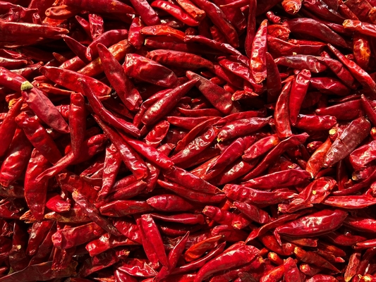 Los cocineros disfrutan del chili picante y seco de ojos de pájaro
