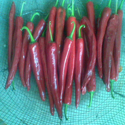 Polvo de chile fortificado con alto contenido de vitamina C