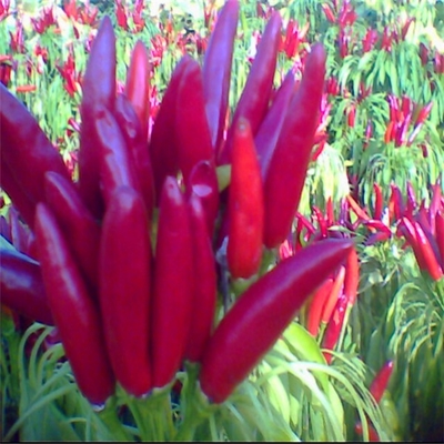 Sombrero rojo en forma de bala seco con sabor intenso