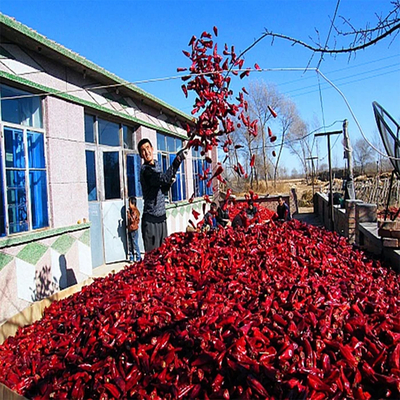 Chili rojo de Yidu enriquecido con vitamina A/C y minerales