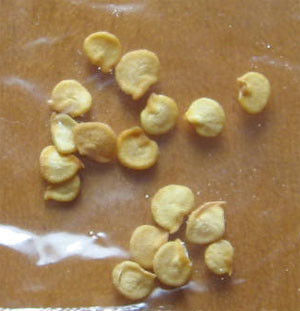 Semillas dulces de los chiles de Xinglong Paprika Pepper Seeds 25KG Guajillo