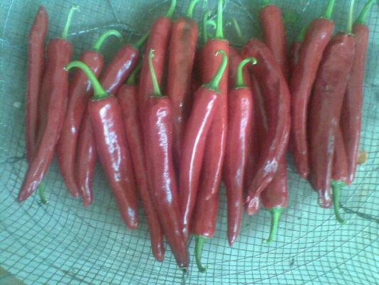 Comida roja natural del condimento de la pimienta de Yidu Chili With Stem Jinta Chilli