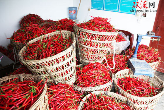 Pimienta delgada de Sichuan Erjingtiao de la curva con uso caliente del pote del tronco