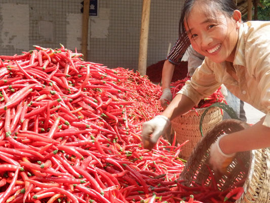 los 4cm-7cm Erjingtiao secaron el sabor fuerte y acre de Chilis de los chiles