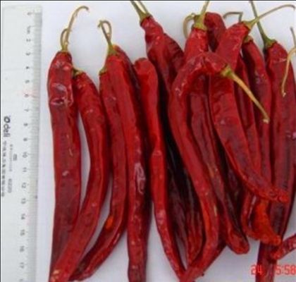 Chilis secado Erjingtiao sin pie esterilizó los chiles enteros acres