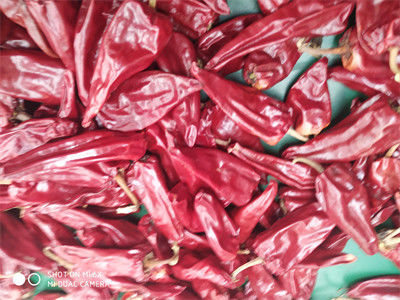 Los chiles rojos secos Xinglong entero 10KG del 12CM secaron al asiático Chili Peppers