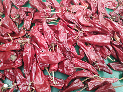 Los chiles rojos secos Xinglong entero 10KG del 12CM secaron al asiático Chili Peppers