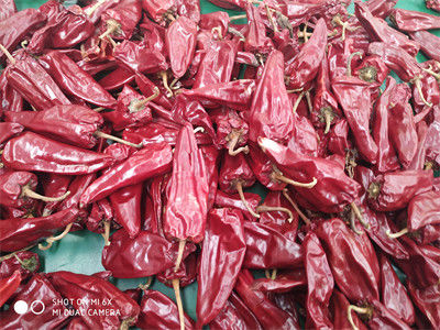 8000 chiles de Beijinghong Jinta del sabor de SHU Yidu Chili Pungent Chilli