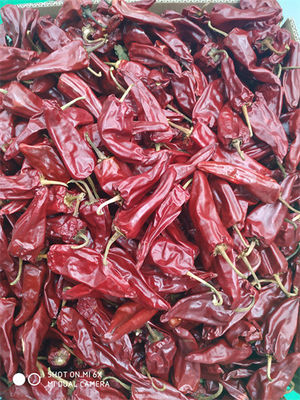 8000 chiles de Beijinghong Jinta del sabor de SHU Yidu Chili Pungent Chilli