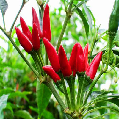 Chilis de ojo de pájaro ovalados secos ricos en vitamina C para cocinar