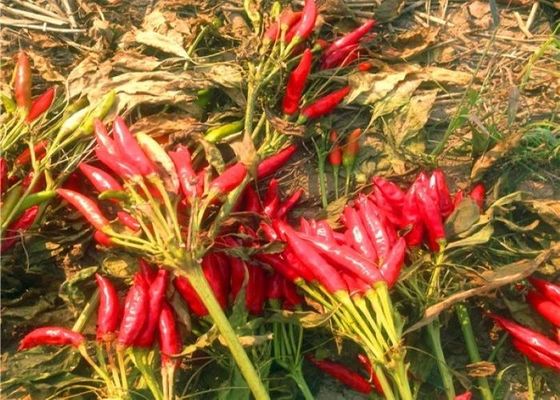 El chile rojo secado sin pie sazona la humedad de los chiles con pimienta el 10% de Sichuan