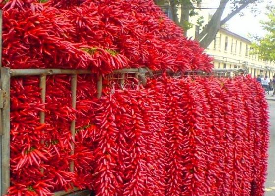 Chiles secos enteros sin semillas Chaotian Sichuan que hace frente a los chiles del cielo