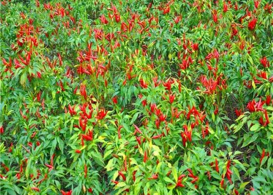 Nuevo cultivo japonesas sin tallo aves secas ojo chile pimentón de grado A