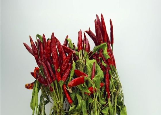 Vainas rojas secadas sin semillas anhidras enteras de Chile de los chiles rojos secos de Tianjin