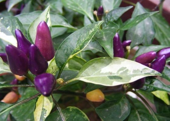 NINGUNOS chiles secados picantes del pigmento cuecen a Chili Pods For Tamales al vapor esterilizado