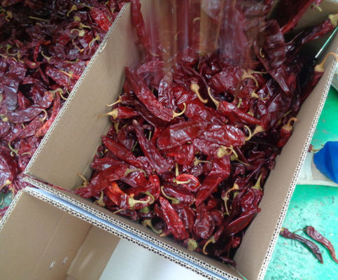 Pimentones de calibre A con sabor a chile fuerte y picante