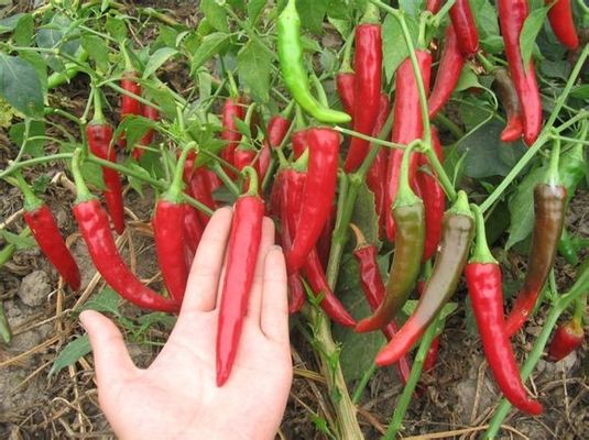 Chile secado de aderezo 180 ASTA Red Hot Chili Peppers de Guajillo