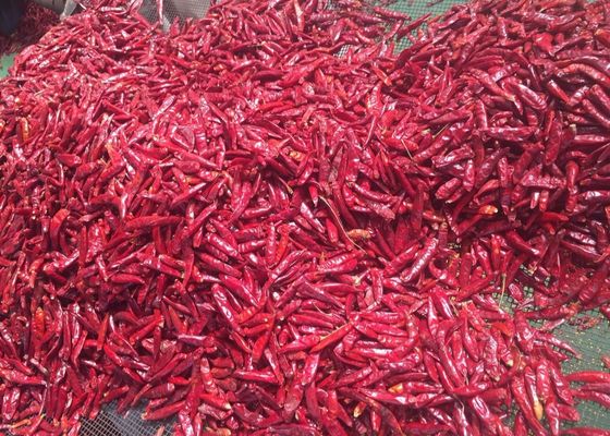 Chiles rojos redondos de Tianjin (100 g)