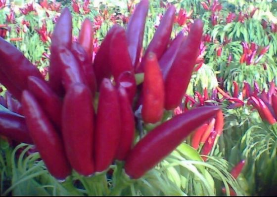 Pimientos rojos redondos ricos en vitamina C