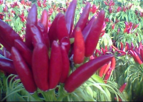 El aderezo haciendo frente a chino de los chiles los 4cm del cielo secó a Chili Peppers