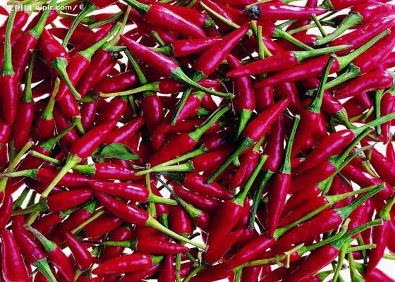 Chiles rojos de Tianjin, auténtico sabor picante de China