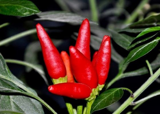 Pimientas rojas de Chili Dehydrated Chaotian Sun Dried de la cabeza sin pie de la bala