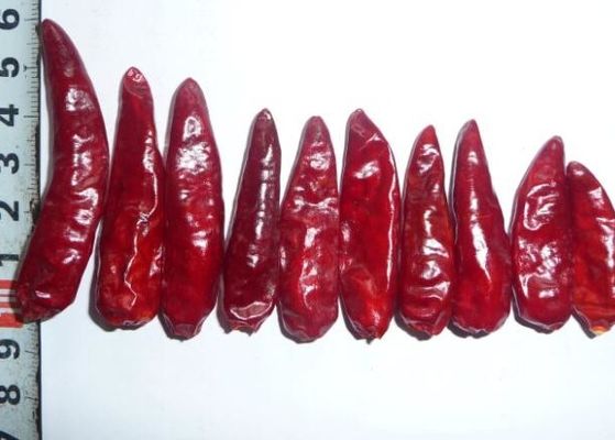 Chiles rojos Chili Peppers caliente secado sin pie GMP de la bala de Sichuan